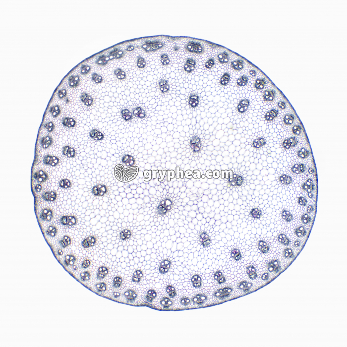 Tige de Maïs x7 - gryphea.com